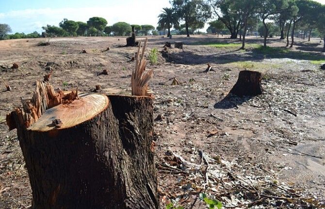 El alcalde de Palos dice que no habrá obras en La Rábida hasta que se asegure que 'no habrá más talas'
