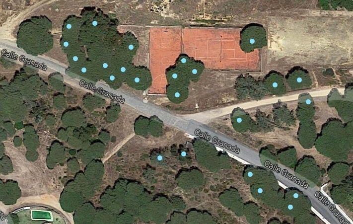 IU exige al Ayuntamiento de Cartaya que explique la tala de pinos en El Rompido