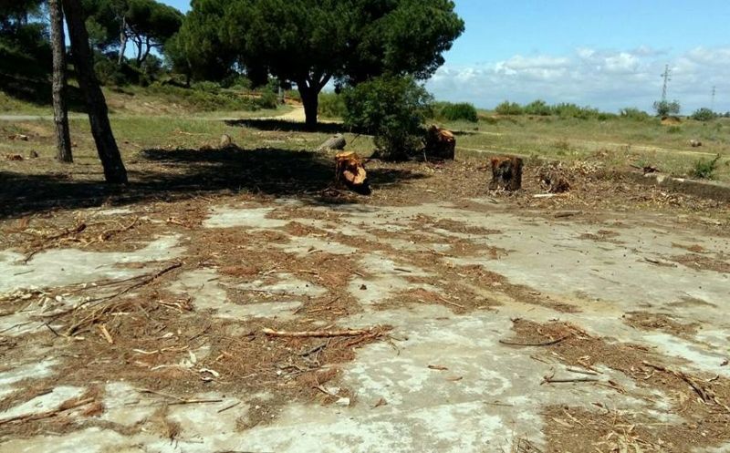 IU exige al Ayuntamiento de Cartaya que explique la tala de pinos en El Rompido
