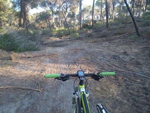 Ciclistas denuncian una “tala injustificada” en los pinos de Aljaraque
