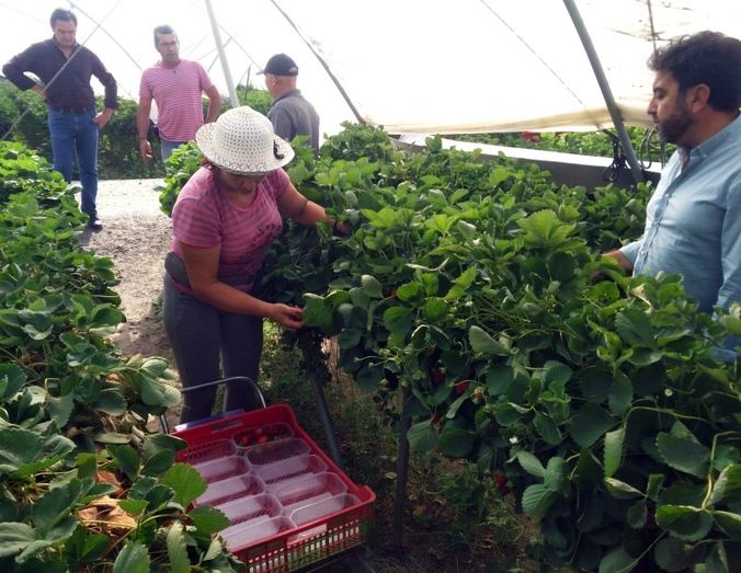 Apleinova se suma a Cuna de Platero para la recolección de fresas durante todo el año
