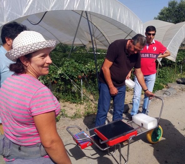 Apleinova se suma a Cuna de Platero para la recolección de fresas durante todo el año