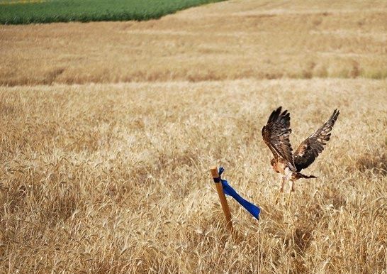 Una exposición en Paterna y Escacena alerta de los riesgos que amenazan al aguilucho cenizo
