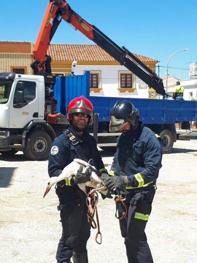 Rescatan a una cigüeña herida del campanario de la iglesia de Rosal de la Frontera