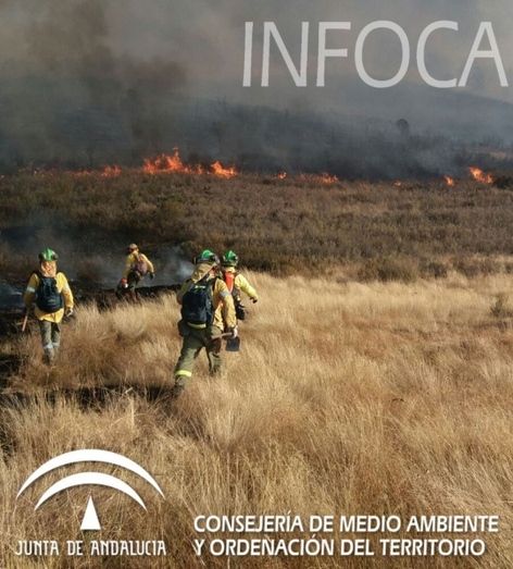 Más de medio centenar de bomberos trabajan en la extinción de un incendio forestal declarado en La Zarza