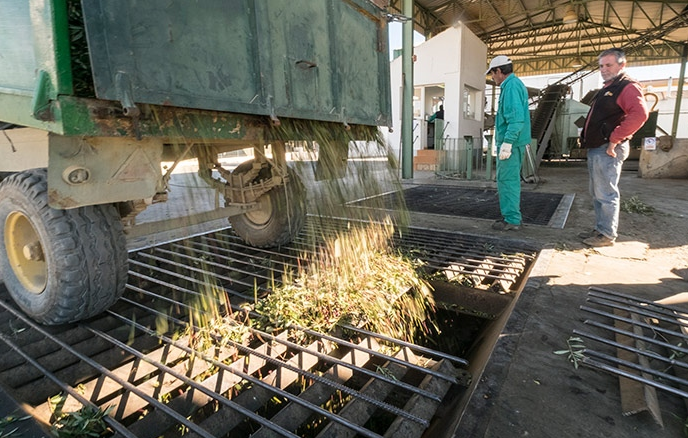 Huelva, la penúltima andaluza en exportación de aceite pese a crecer un 600%
