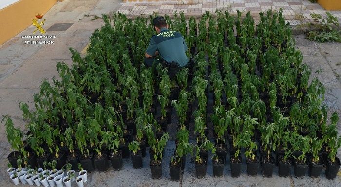 Detenido un varón por el cultivo de marihuana en una finca familiar de Villablanca