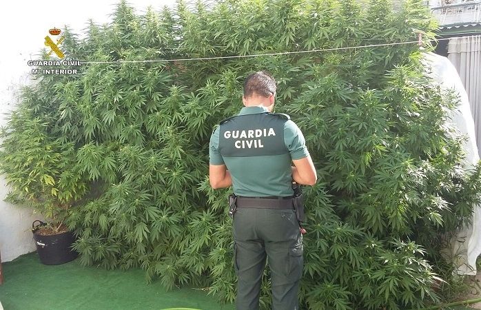 Intervienen cuatro plantas de marihuana de grandes dimensiones en el patio de una vivienda de Valverde
