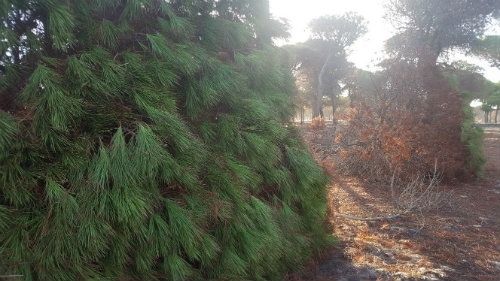 Ecologistas en Acción denuncia y solicita la paralización de la tala indiscriminada de pinos centenarios en Mazagón