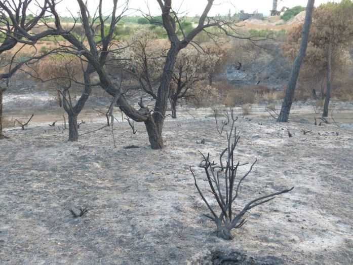 Declaran la instrucción del incendio de Doñana de “especial complejidad”