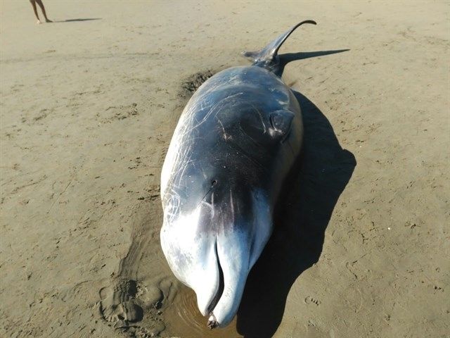 Hallan una cría de ballenato de 5,60 metros muerta en la playa de Punta del Moral