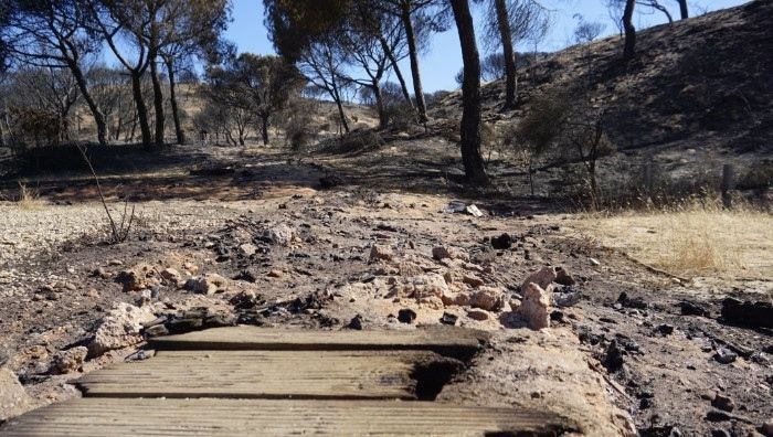 Concluyen las obras de emergencia en la zona afectada por el incendio de Doñana