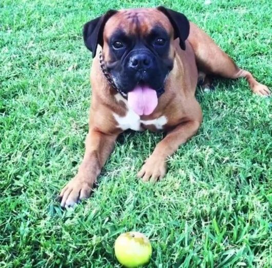 Buscan a un bóxer perdido en la zona de Aljaraque-Bellavista