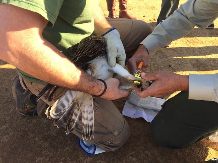 Medio Ambiente rehabilita y suelta un ejemplar de águila pescadora que encontró un particular en Cartaya