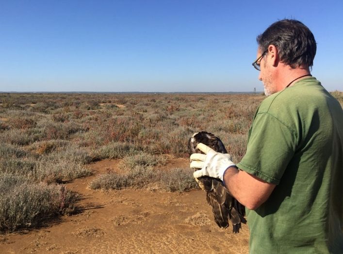 Medio Ambiente rehabilita y suelta un ejemplar de águila pescadora que encontró un particular en Cartaya