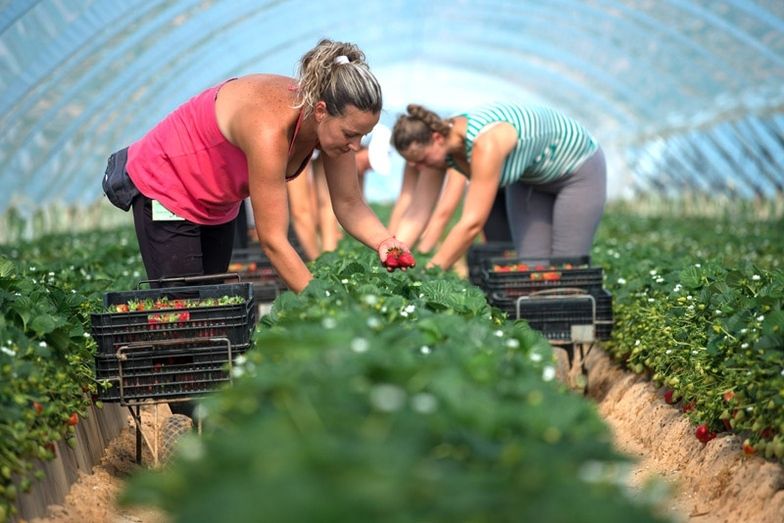 El SAE anuncia la oferta de 11.990 puestos de trabajo para la recolección de la fresa