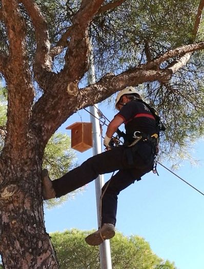 El Ayuntamiento y Faisem, con la colaboración de los bomberos de Huelva, colocan nuevas cajas nido en el Parque Moret