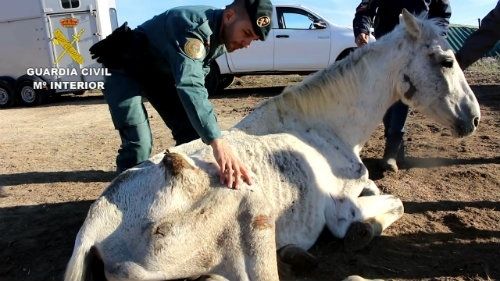 Hallan en Lucena del Puerto abandonados y desnutridos a 12 caballos y uno de ellos tiene que ser sacrificado por su mal estado