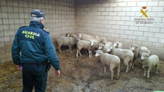 Intervienen en Paymogo 57 ovejas que eran transportadas sin ningún tipo de identificación