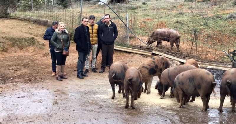 Caraballo destaca el programa de cría y mejora del 'Manchado de Jabugo', variedad única del cerdo ibérico