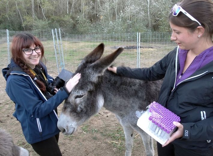Sangre de burros onubense para Suecia