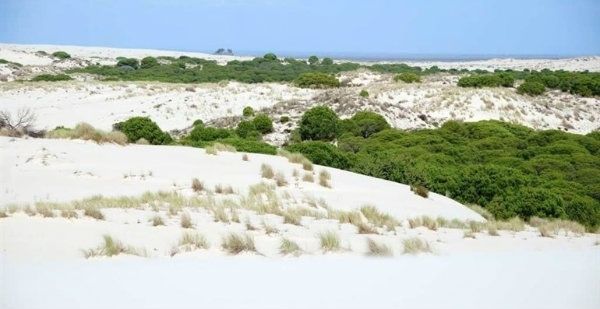 Terminan las jornadas de voluntariado de Ecologistas en Acción con tres toneladas de basura recogidas en Doñana