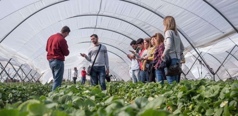 Periodistas españoles visitan Huelva para conocer el sistema productivo de las fresas