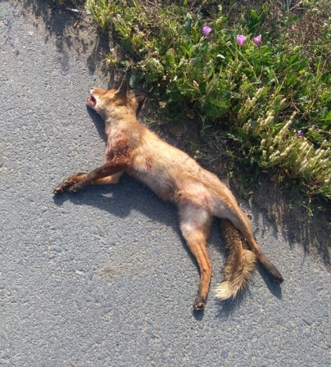 Muere atropellado un zorro a la entrada de Huelva