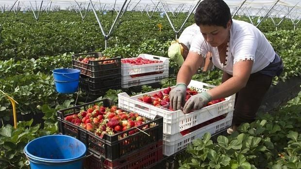 95 ofertas de trabajo para la recolección de la fresa en Almonte, Isla Cristina, Palos y Mazagón