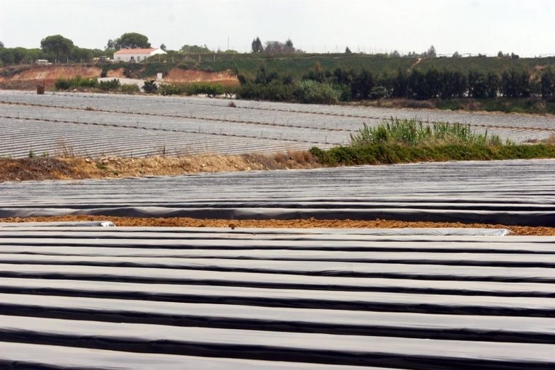 IU lleva al Parlamento andaluz la situación de las trabajadoras de la fresa en la provincia