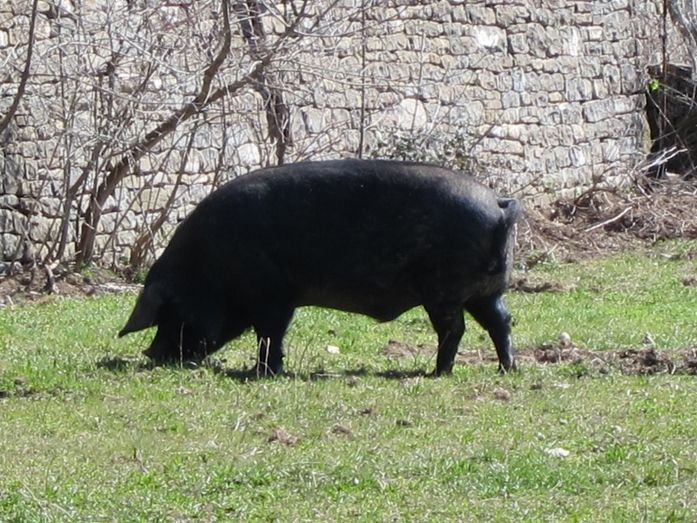 Multan al Ayuntamiento de Galaroza con 6.000 euros por una matanza de cerdo en un evento público