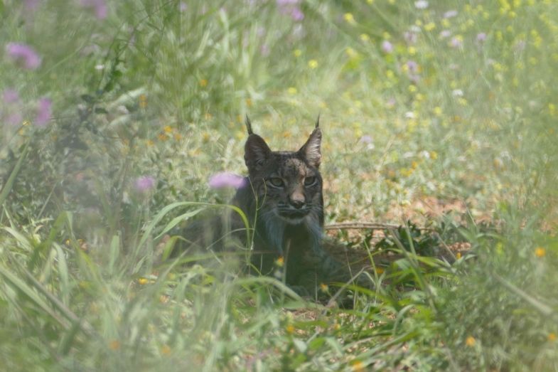 El lince ‘Litio’, nacido en Huelva y liberado en Portugal, aparece en Barcelona