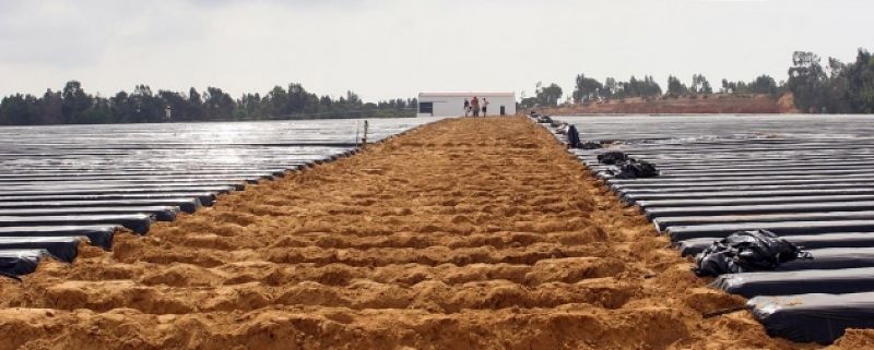 Asaja condena cualquier tipo de maltrato y lamenta 'los ataques' al sector de los frutos rojos