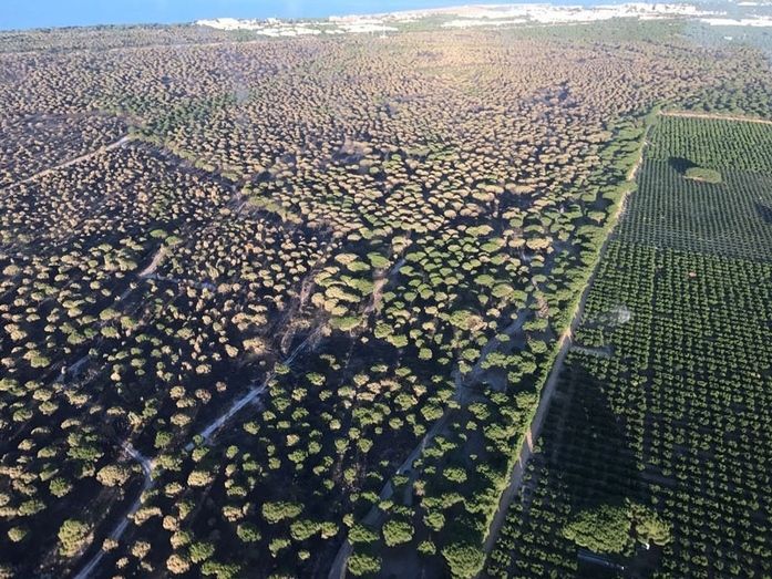 WWF comprueba la alta regeneración natural de especies adaptadas al fuego en Doñana casi un año después