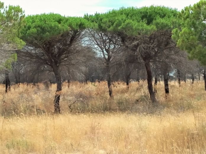 Ecologistas en Acción pide cautela en el plan de restauración del incendio forestal de Doñana