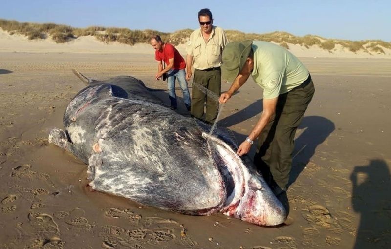 Aparece muerto un tiburón de nueve metros en la playa de Doñana