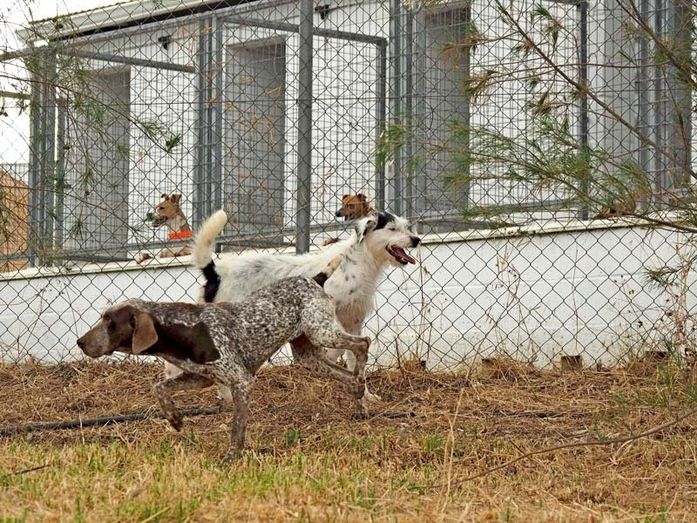 El Refugio Provincial de Animales obtiene la certificación de calidad de su Sistema de Gestión Ambiental