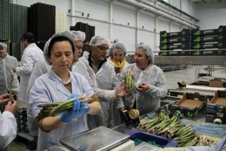 Agricultores del Condado evalúan el potencial de la plantación del espárrago verde en la comarca