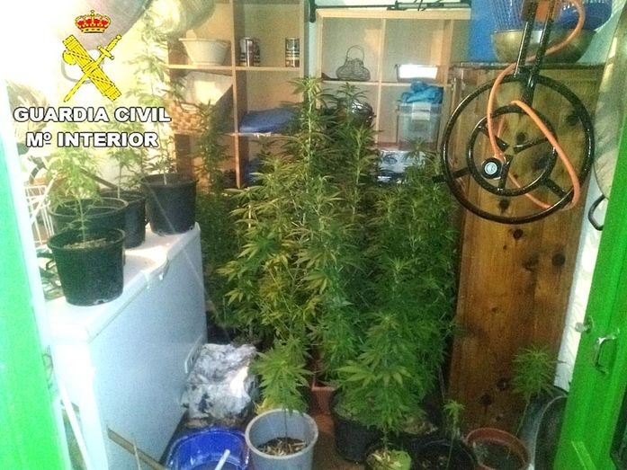 Intervenida una plantación de marihuana que una mujer cultivaba junto a un colegio