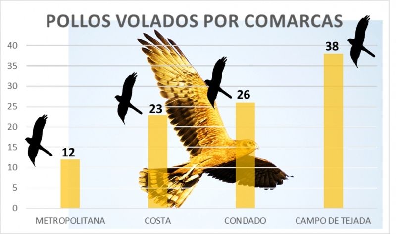 Escacena y el Campo de Tejada se convierte un año más en el reducto del aguilucho cenizo