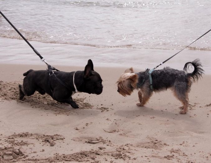 Convocan una movilización en Matalascañas para reivindicar playas para mascotas