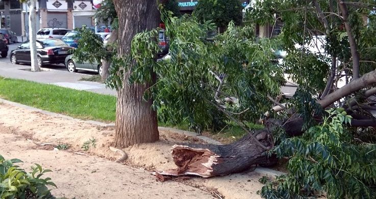 Se desploma sobre la acera parte de un árbol de la plaza del antiguo estadio