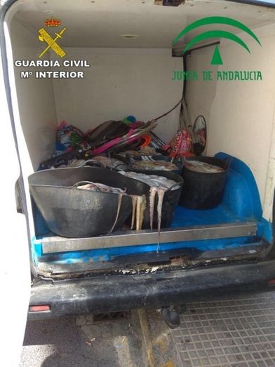 Decomisan una gran cantidad de pulpos y almejas japonesas sin documentación en Isla Cristina y Ayamonte