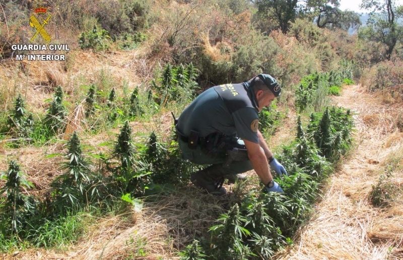 Dos detenidos y una investigada tras localizar la Guardia Civil una gran plantación de marihuana en Almonaster
