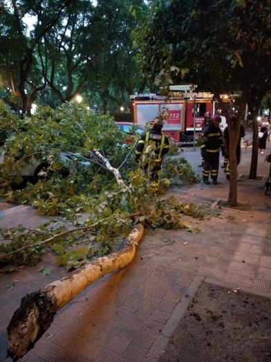El desprendimiento de una rama sobre la acera en la avenida de Andalucía se salda sin heridos