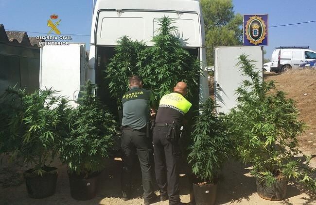 Intervienen tres plantaciones con 70 kilogramos de marihuana en el casco urbano y la periferia de Valverde del Camino