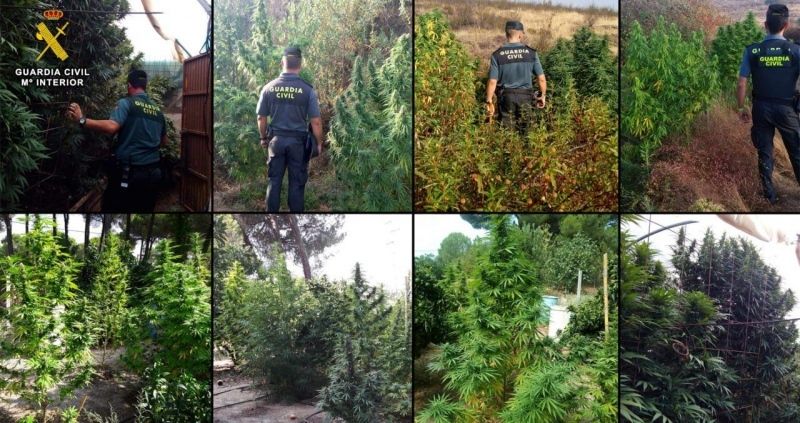 Intervienen simultáneamente 12 plantaciones con 220 kilos de marihuana en la zona del Andévalo
