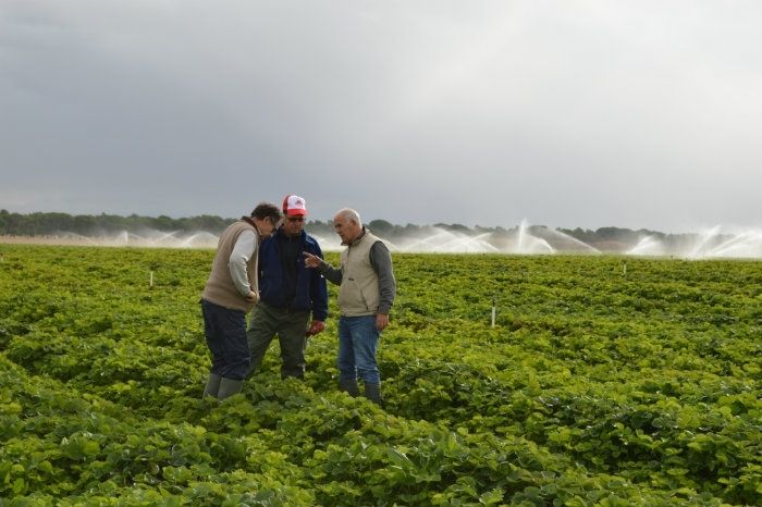 Fresón de Palos entra en la recta final de la temporada de plantación