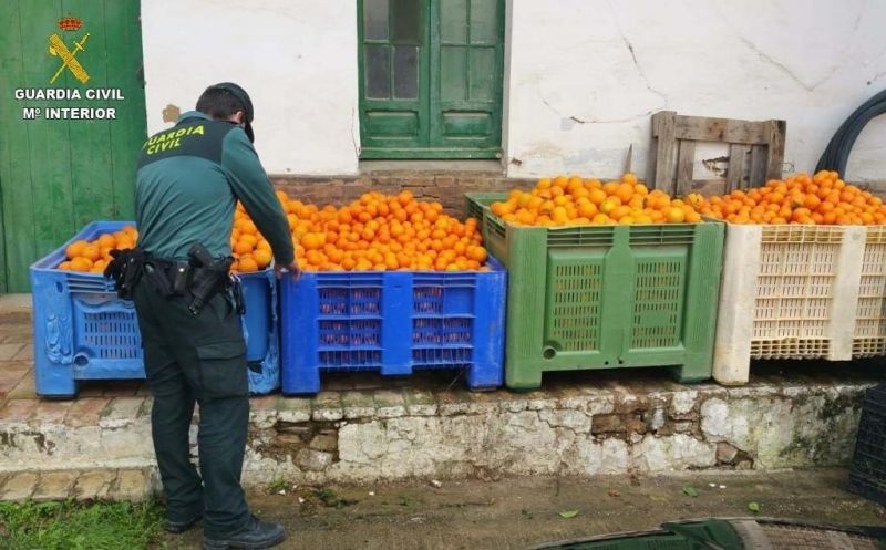 Intervienen 2.700 kilos de naranjas que habían sido sustraídas en una finca de Gibraleón