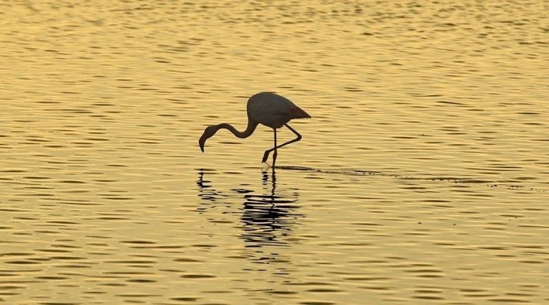 'Voces de la Vera', nueva novela ambientada en Doñana del escritor y profesor almonteño Juan Villa